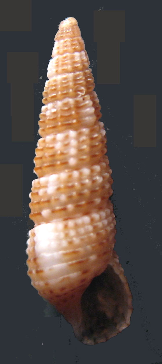 Cerithiidae: Gen. Bittium